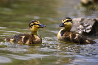美丽的年轻的鸭表面池塘野生动物阳光明媚的夏天一天年轻的水鸟