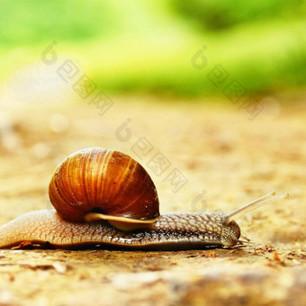 美丽的蜗牛爬行路农村自然彩色的模糊背景