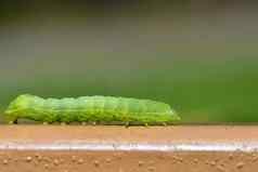 美丽的小绿色毛毛虫宏拍摄昆虫