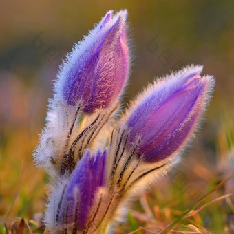 美丽的紫色的毛茸茸的朝鲜<strong>白头翁白头翁</strong>长大的盛开的春天草地日落春天花