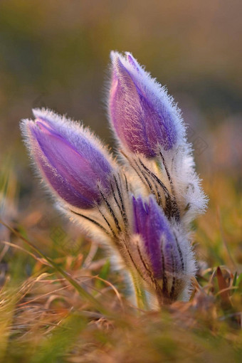 美丽的紫色的毛茸茸的朝鲜白头翁白头翁长大的盛开的春天草地日落春天花