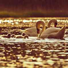 美丽的天鹅幼崽池塘美丽的自然彩色的背景野生动物春天