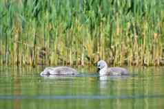 美丽的天鹅幼崽池塘美丽的自然彩色的背景野生动物