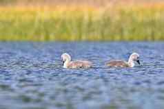 美丽的天鹅幼崽池塘美丽的自然彩色的背景野生动物
