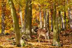 美丽的颜色背景秋天自然森林野生鹿休耕的鹿女士女士