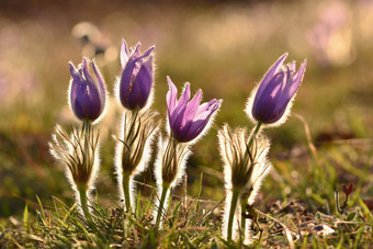 美丽的紫色的毛茸茸的朝鲜<strong>白头翁白头翁</strong>长大的盛开的春天草地日落