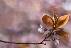 美丽的开花日本樱桃樱花季节背景户外自然模糊背景开花树春天阳光明媚的一天