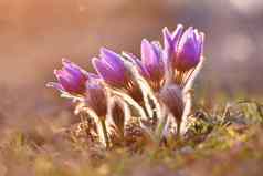 美丽的紫色的毛茸茸的Pasque花白头翁长大的白头翁帕滕斯帕斯奎弗勒斯盛开的春天草地
