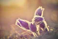 美丽的紫色的毛茸茸的Pasque花白头翁长大的白头翁帕滕斯帕斯奎弗勒斯盛开的春天草地