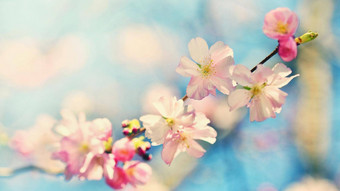 美丽的开花树自然场景太阳阳光明媚的一天春天花摘要模糊背景春天