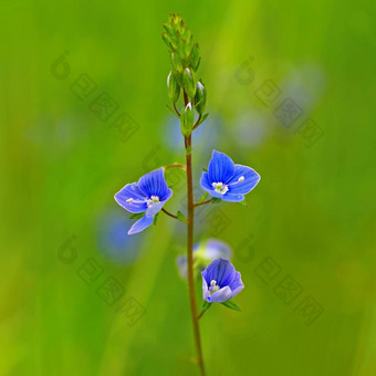 美丽的颜色拍摄蓝色的小<strong>花草特写</strong>镜头视图自然