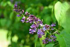 美丽的盛开的春天灌木紫色的淡紫色紫丁香模糊自然绿色背景