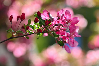 美丽的开<strong>花</strong>树自然场景<strong>太阳</strong>阳光明媚的一天<strong>春天花</strong>摘要模糊背景<strong>春天</strong>