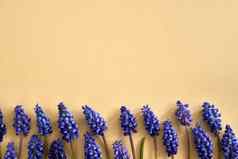 春天概念新鲜的蓝色的muscari花柔和的米色背景复制空间