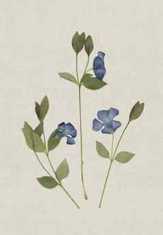 按下干草本植物扫描图像古董植物标本背景纸作文草蓝色的花纸板
