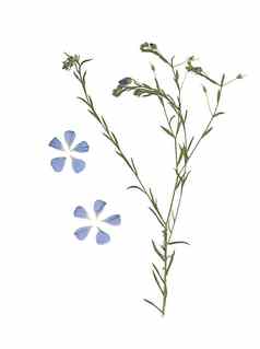 按下干草地花扫描图像孤立的植物标本作文草蓝色的花白色背景