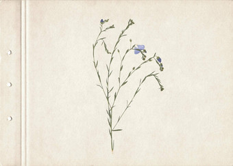 按下干草本植物扫<strong>描图</strong>像古董植物标本背景纸作文草蓝色的花纸板