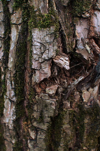 树树皮织构莫斯自然背景织构树树皮森林