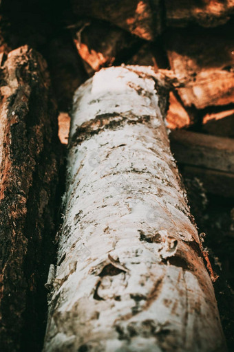 真正的桦木树木纹理裂缝木背景白色绿色结构自然森林村照片生态桦木树皮