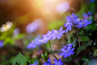 魔法春天大气关闭紫罗兰色的春天花liverleafHepatica