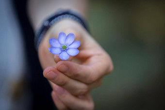 魔法春天大气关闭紫罗兰色的春天花liverleafHepatica