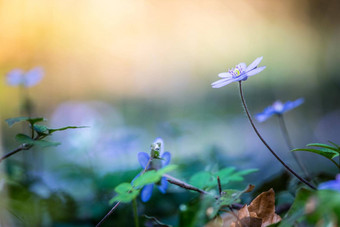 魔法春天大气关闭紫罗兰色的春天花liverleafHepatica