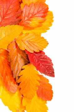 秋天的色彩斑斓的红色的罗文分支孤立的白色