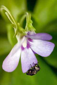 大象butterworts花环