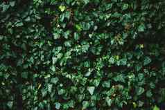 绿色灌木墙植物纹理自然背景植物设计