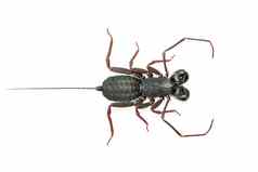 图像鞭子蝎子孤立的白色背景动物昆虫