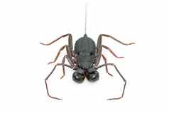 图像鞭子蝎子孤立的白色背景动物昆虫