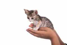 小小猫人类手白色背景