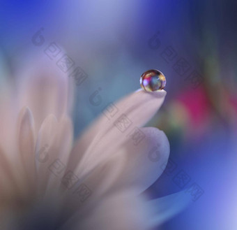 美丽的自然背景花艺术设计摘要宏摄影白色黛西花柔和的花蓝色的背景