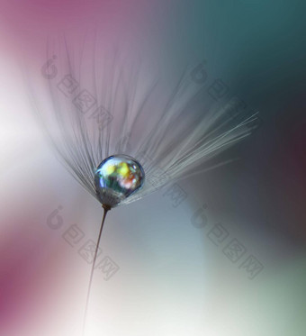美丽的自然背景花艺术设计摘要宏摄影柔和的花蒲公英花水滴