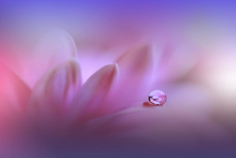 美丽的自然背景花艺术设计摘要宏摄影黛西花柔和的花紫罗兰色的背景