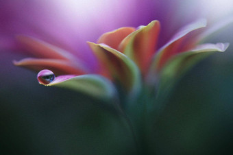 美丽的自然背景花艺术设计摘要宏摄影黛西花柔和的花紫罗兰色的背景