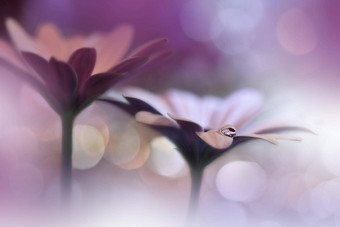 美丽的自然背景花艺术设计摘要宏摄影粉红色的黛西花柔和的花紫罗兰色的背景