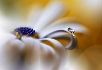 美丽的自然背景花艺术设计摘要宏摄影白色花柔和的花黄色的背景