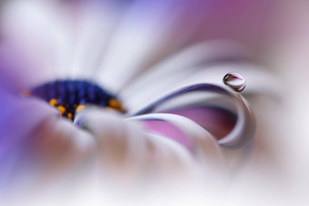 美丽的自然背景花艺术设计摘要宏摄影白色黛西花柔和的花紫罗兰色的背景