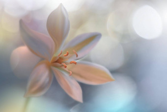 美丽的自然背景花艺术设计摘要宏摄影白色花柔和的花蓝色的背景