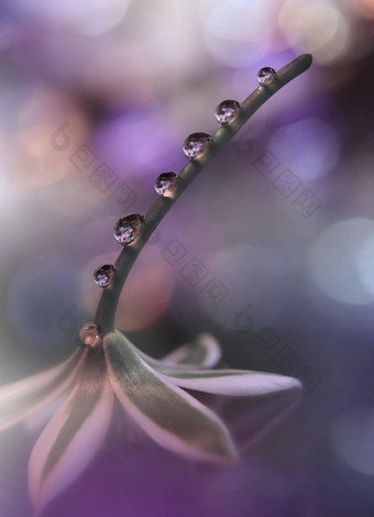 美丽的自然背景花艺术设计摘要宏摄影白色花柔和的花紫罗兰色的背景