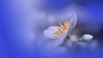 美丽的自然背景花艺术设计摘要宏摄影色彩斑斓的花盛开的春天花茉莉花开花树