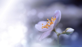 美丽的自然背景花艺术设计摘要宏摄影色彩斑斓的花盛开的春天花