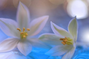 美丽的自然背景花艺术设计摘要宏摄影白色花柔和的花蓝色的背景