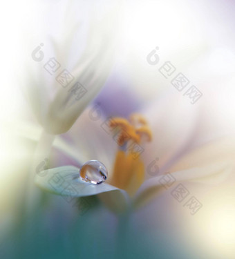 美丽的自然背景花艺术设计摘要宏摄影白色花柔和的花绿色背景