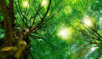 底视图绿色树森林阳光新鲜的<strong>环境</strong>公园绿色植物给氧气夏天花园森林树小叶子美自然生态系统<strong>环境</strong>一天