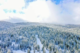 和平雪森林略多云的蓝色的天空