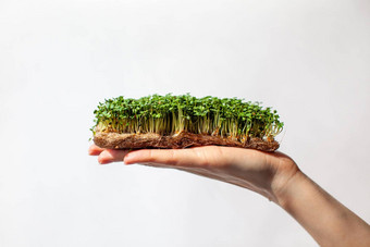 micro-greens芥末芝麻菜植物女人的手