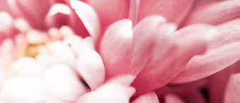 粉红色的黛西花花瓣布鲁姆摘要花开花艺术背景花春天自然香水气味婚礼奢侈品美品牌假期设计