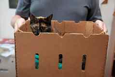 被宠坏的猫进行盒子